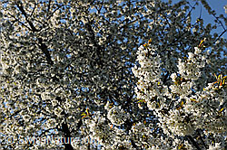 F105987: Blühender Baum