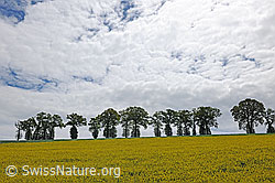 F106705: Eichen und Rapsfeld