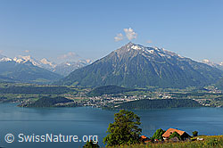 F107073: Sommerbild Thunersee mit Niesen