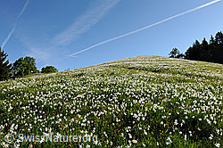 Photo: Narcissus radiiflorus