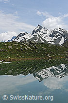 F109045: Spiegelung im Schaplersee, Binntal