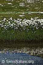 F110111: Blühendes Wollgras am Ufer eines Wasserlaufs