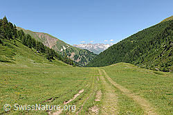 F110126: Im mittleren Teil des Saflischtals