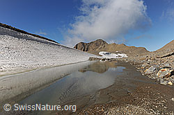 F110873: Schneefeld mit kleinem Bergsee