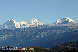 F113413: Schneeberge Eiger, Mönch und Jungfrau