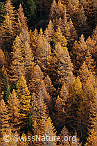 F114425: Herbstbild: Lärchenwald