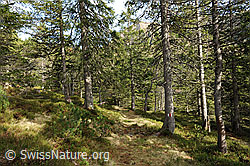 F114955: Waldlandschaft