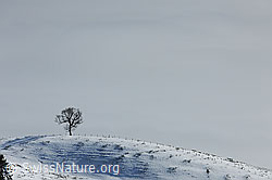 F115100: Baum auf verschneitem Hügel einer Alpweide