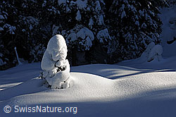 F115221: Tief verschneite junge Tanne