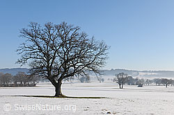 F115596: Baum auf schneebedeckter Ebene