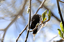 Foto: Trauermantel (Nymphalis antiopa) während Eiablage