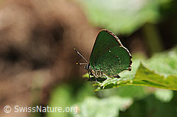 Photo: Brombeer-Zipfelfalter (Callophrys rubi)