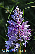 Photo: Orchis militaris