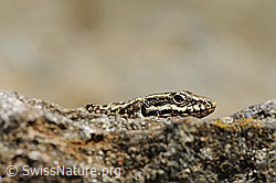 Mauereidechse (Podarcis muralis) (18.05.2014, F117788)