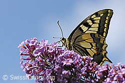 Schwalbenschwanz (Papilio machaon) (F122797) Schwalbenschwanz (Papilio machaon) (F122797)