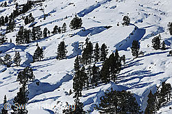 F127075: Einzelbäume in verschneiter Karstlandschaft