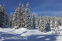 F127248: Frisch verschneiter Bergwald