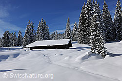 F127256: Alphütte in verschneiter Waldlichtung