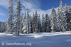 F127281: Tief verschneiter Bergwald