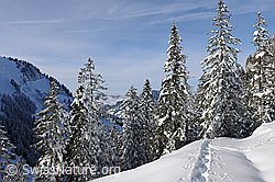 F127289: Verschneiter Wald und Spur im Neuschnee