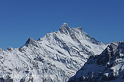 F127480: Winterliches Schreckhorn vom Männlichen