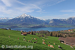 F128203: Blick auf Niesen und Thunersee aus der Region Sigriswil