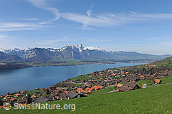 F128217: Blick auf Stockhorn und Thunersee aus der Region Sigriswil