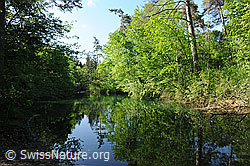 F129165: Spiegelung in Tümpel in der Belper Au