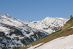 F129627: Saflischtal und Oberblatthorn