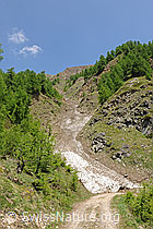 F129664: Erosionsgraben Holeschliecht am Eingang zum Saflischtal