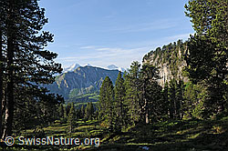 F129804: Bergwald im Hohgantgebiet