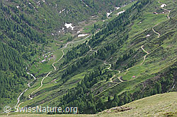 F130157: Alpstrasse im Saflischtal