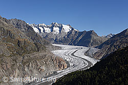 F134789: Grosser Aletschgletscher von der Hohfluh
