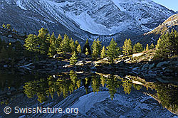 F134843: Spiegelung von Lärchen in Bergsee