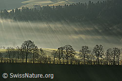 F135957: Lichtstrahlen im Nebel und Baumreihe im Gegenlicht