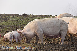 Photo: Schweine und Ferkel in natürlicher Umgebung