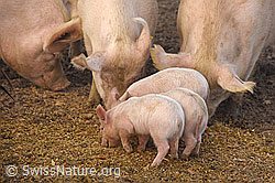 Photo: Hausschwein (Sus scrofa domesticus) und Ferkel in natürlicher Umgebung
