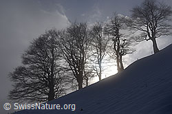 F137097: Baumreihe im Gegenlicht