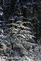 F137157: Verschneite Tännchen