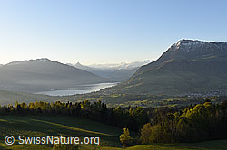 F137641: Feine Morgenstimmung über dem Zugersee