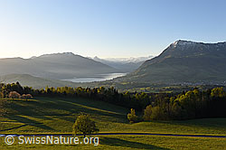 F137642: Feine Morgenstimmung über dem Zugersee
