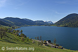 F137677: Blick über dem Ägerisee Richtung SE