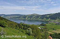 F138024: Frühlingslandschaft mit Ägerisee von S