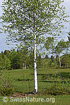 Photo: Moor-Birke (Betula pubescens)