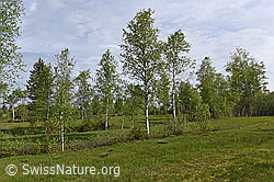 Photo: Moor-Birken (Betula pubescens)