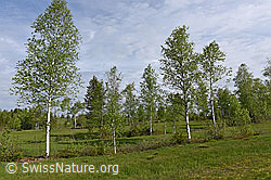 Photo: Moor-Birken (Betula pubescens)