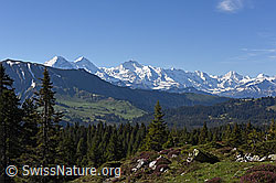 F138414: Alpenpanorama vom Hohgantgebiet