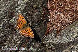 Photo: C-Falter (Polygonia c-album) auf Fels