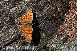 Photo: C-Falter (Polygonia c-album) auf Fels