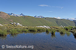 F139954: Nordhänge des Saflischtals aus der Region Oberblatthorn